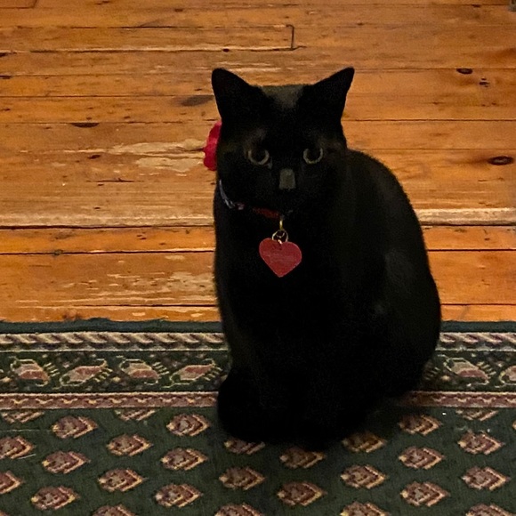 Meet your Posher, Candace - Picture 1 of 1